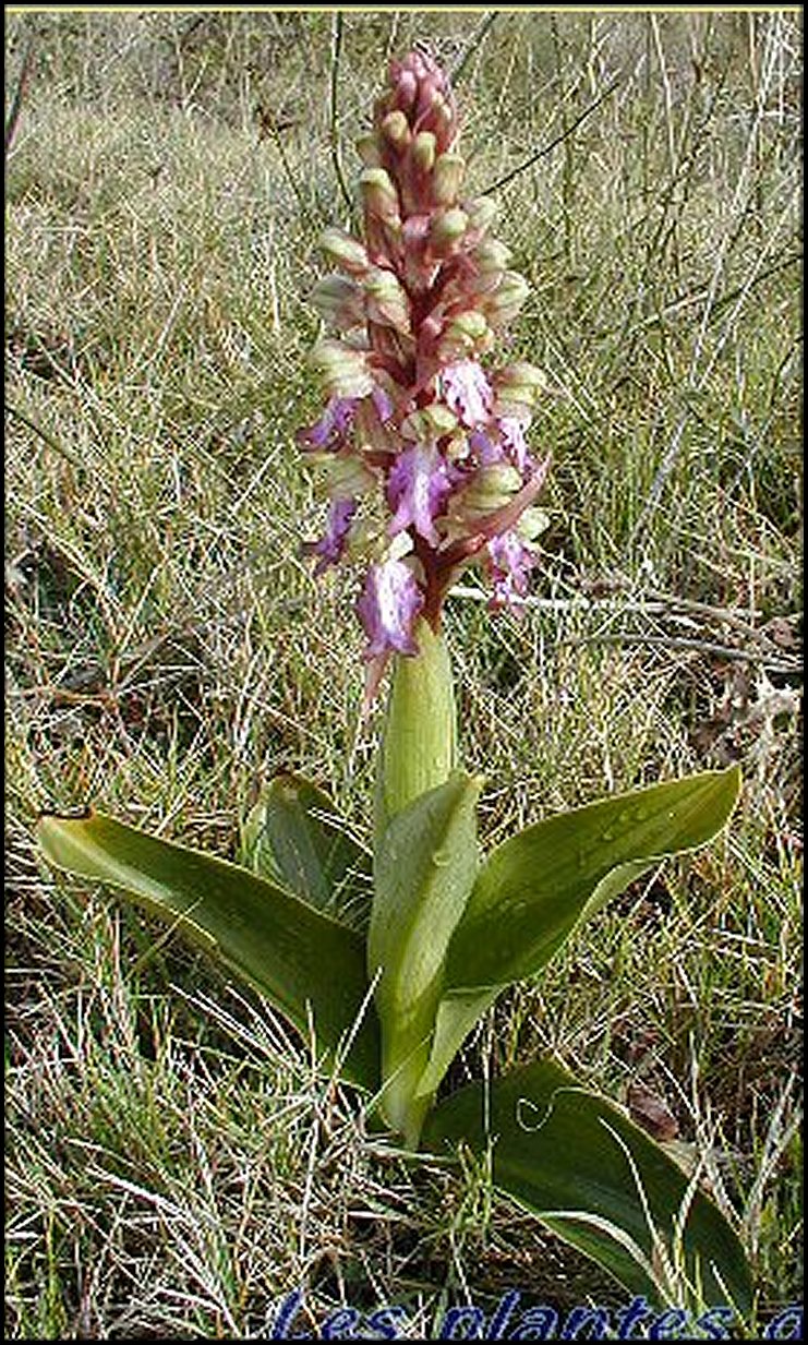 Barlia 1