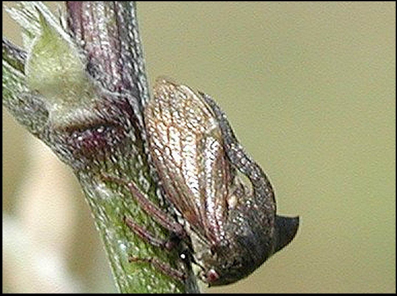 Centrotus cornutus 2