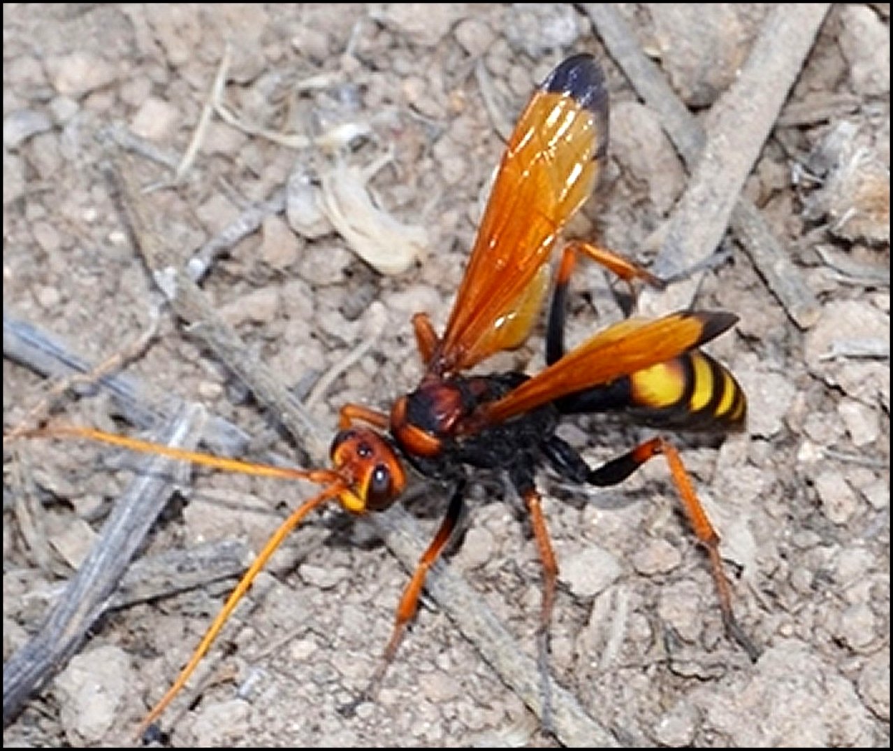 Cry1yptochilus alternatus