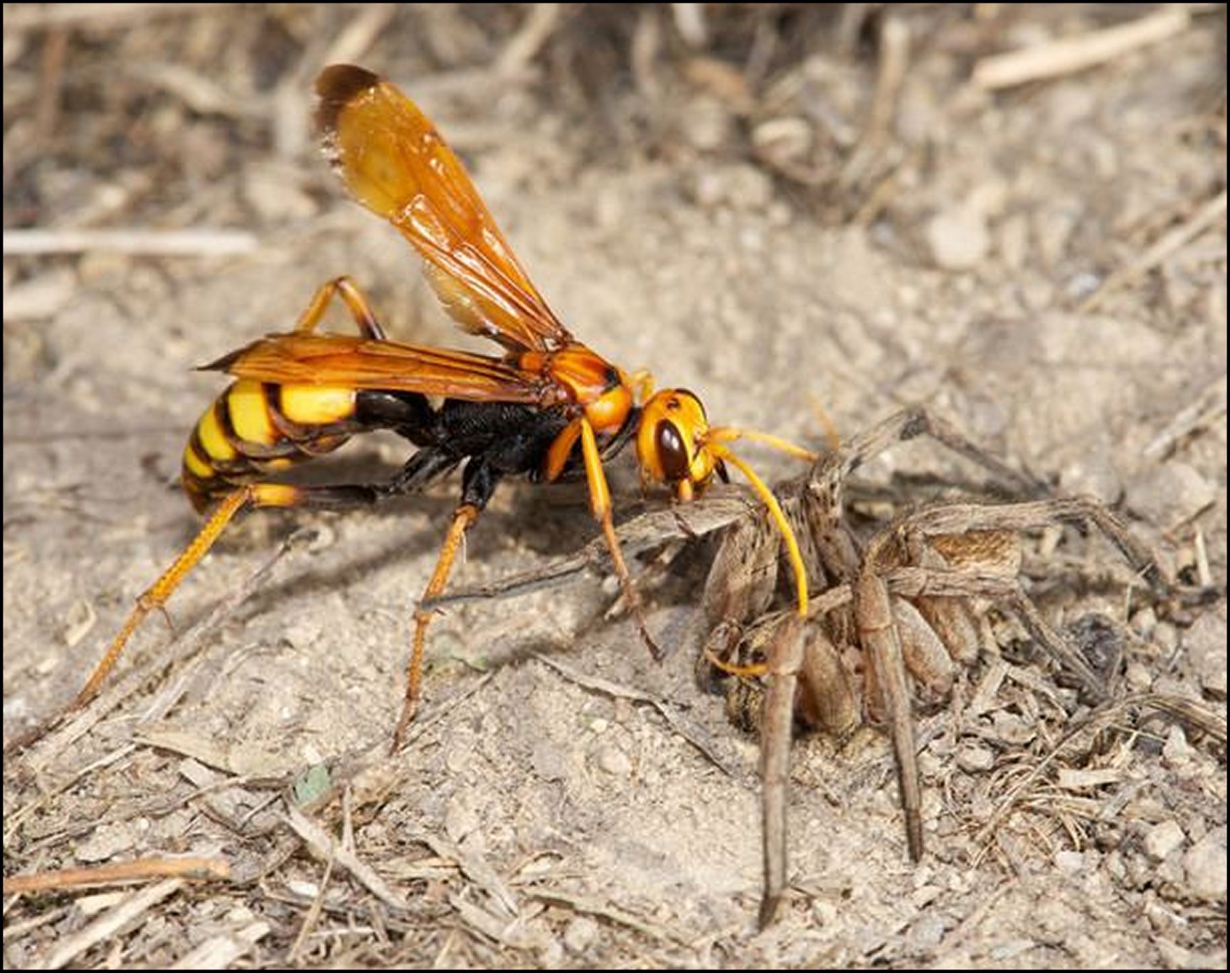 Cryptocheilus alternatus 2