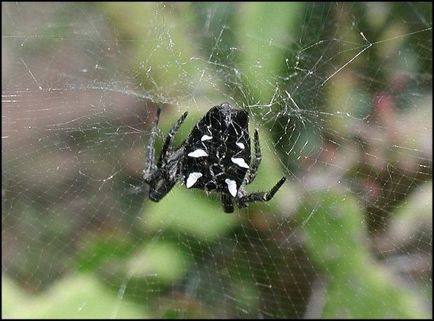 Cyrtophora Tenerife 2