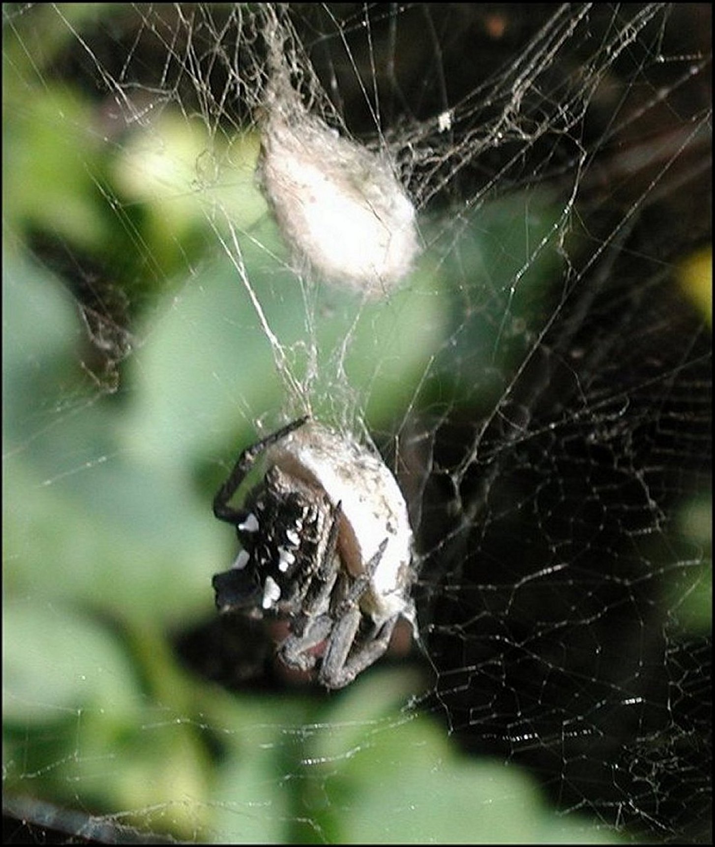 Cyrtophora et deux cocons Tnrife