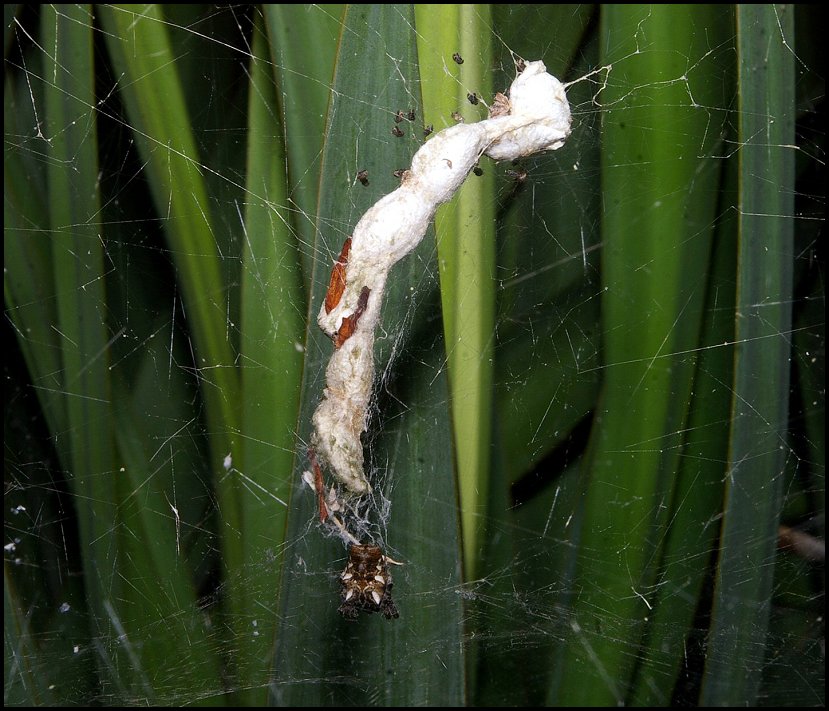 Cyrtophora Marcou 3