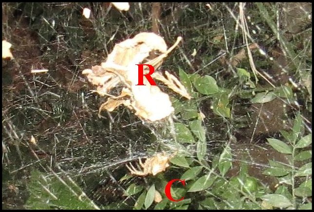 Cyrtophora 2