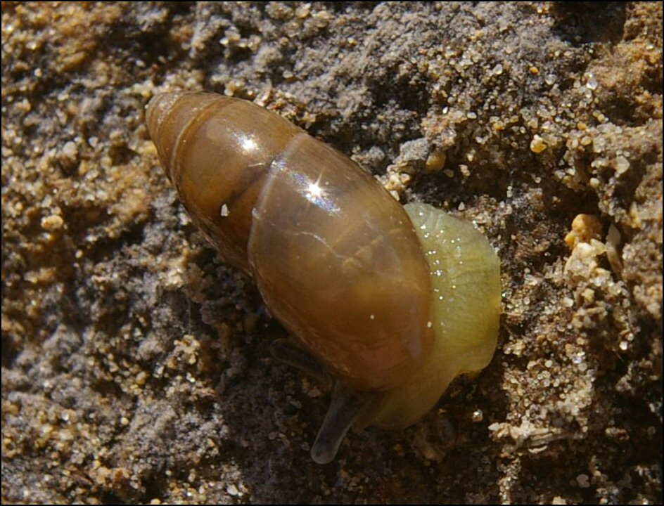Ferussacia folliculum 1