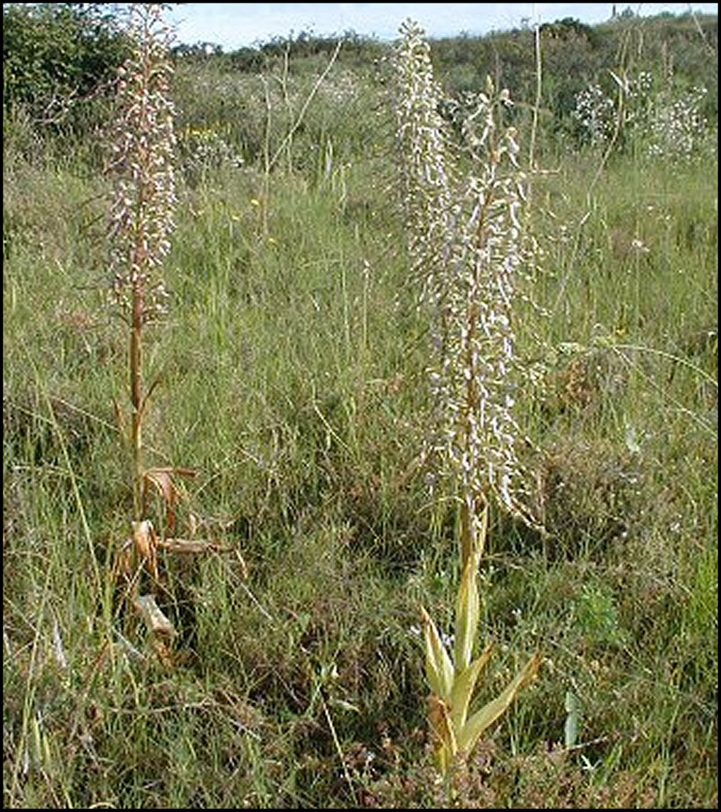 Loroglosse 1