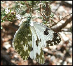 Marbré de vert