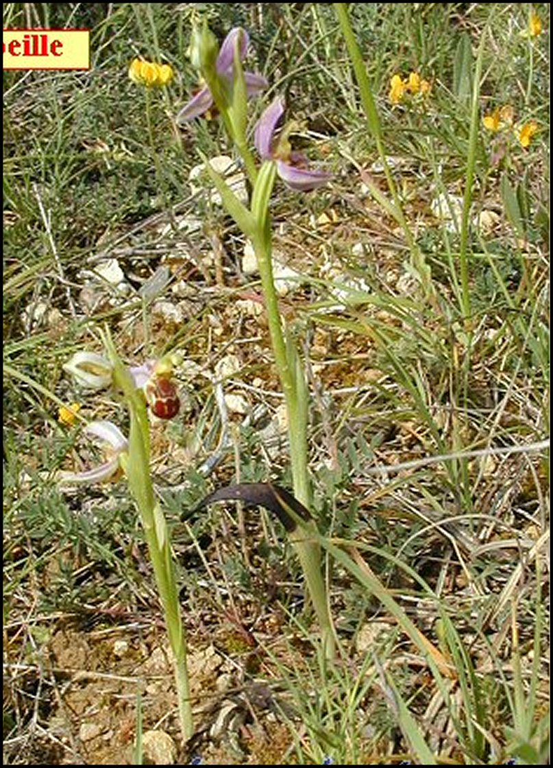 Ophrys abeille 1