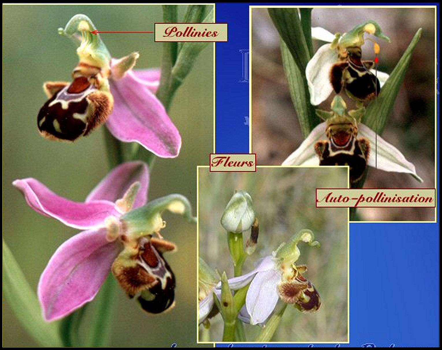 Ophrys abeille 2
