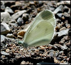 Piéride du Lotier