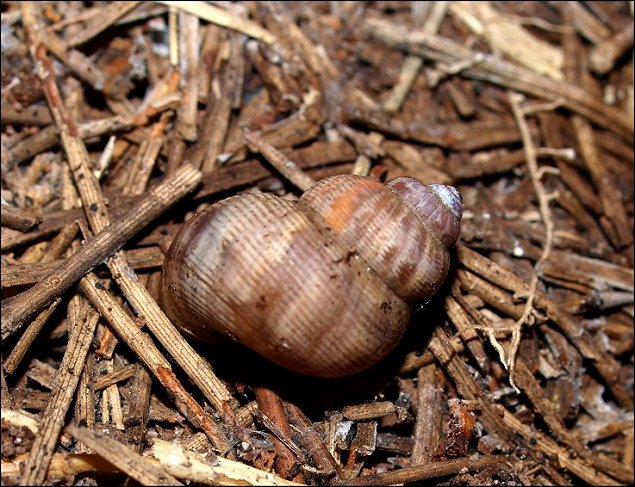 Pomatias elegans 1