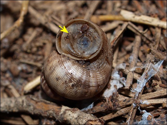 Pomatias elegans 2
