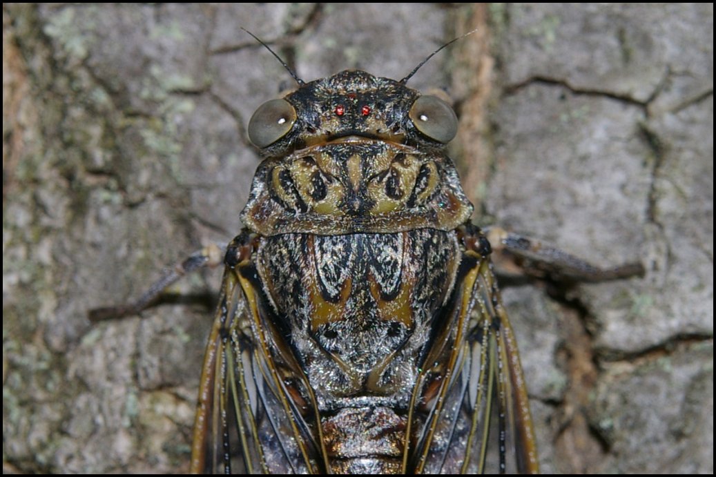 1 Tettigia orni