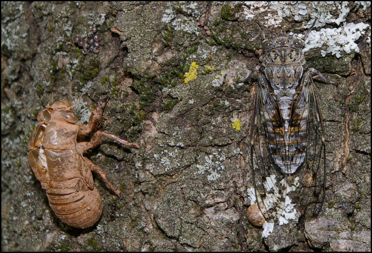 2 Tettigia orni