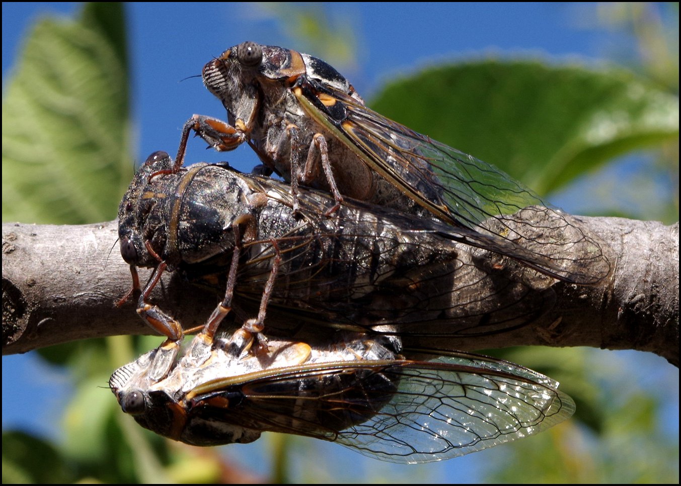 3 Lyristes plebejus 1