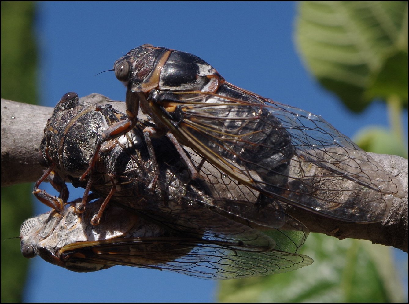3 Lyristes plebejus 2