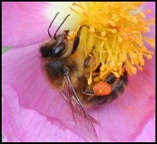 Abeille mellifre