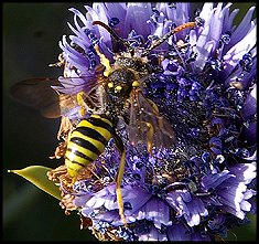 Abeille nomade