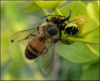 Abeille, Synaema