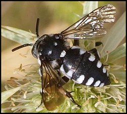 Abeille-coucou histrion