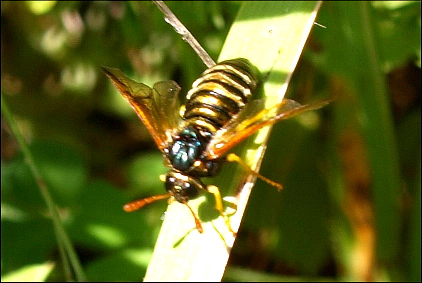Abia sericea