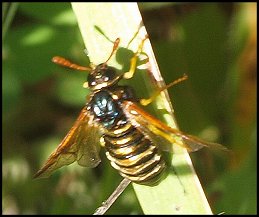 Abia vert-dor