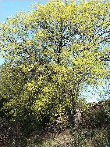 Acer monspessulanum 1