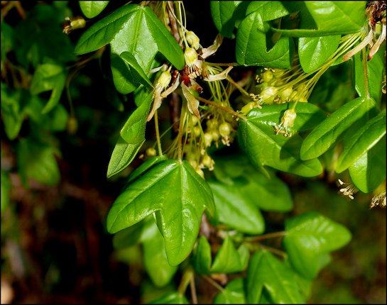 Acer monspessulanum 10