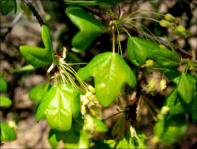 Acer monspessulanum 11