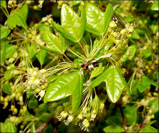 Acer monspessulanum 12