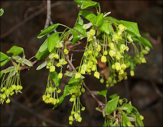 Acer monspessulanum 13
