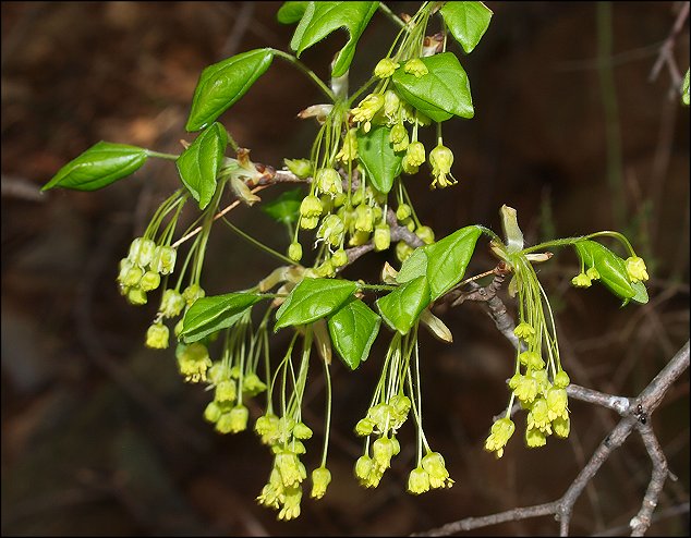 Acer monspessulanum 14