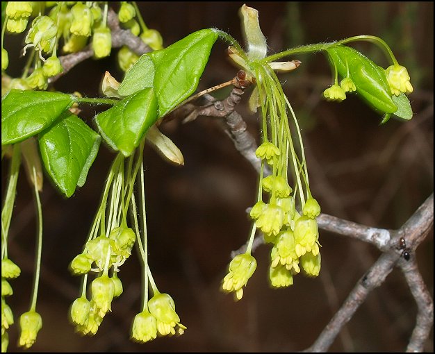 Acer monspessulanum 15