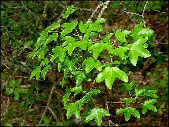 Acer monspessulanum 16