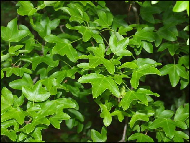 Acer monspessulanum 17