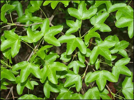 Acer monspessulanum 18