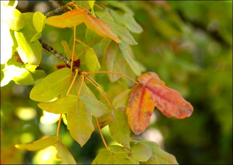 Acer monspessulanum 19