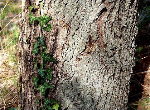 Acer monspessulanum 2