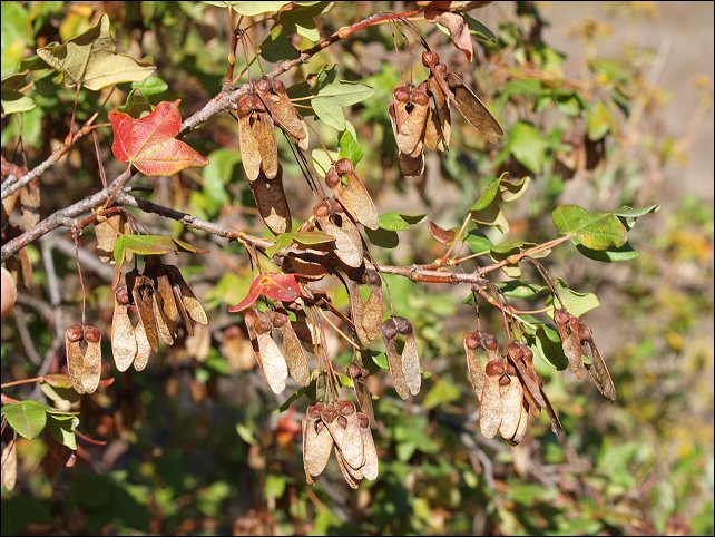 Acer monspessulanum 20