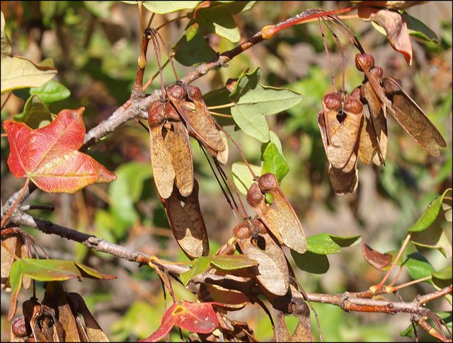 Acer monspessulanum 21