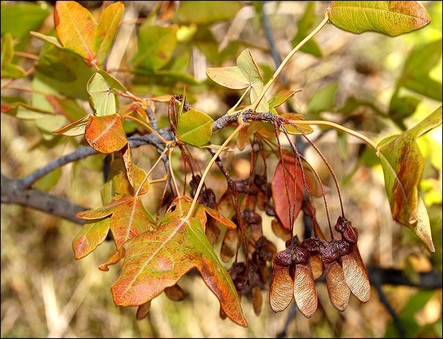 Acer monspessulanum 22