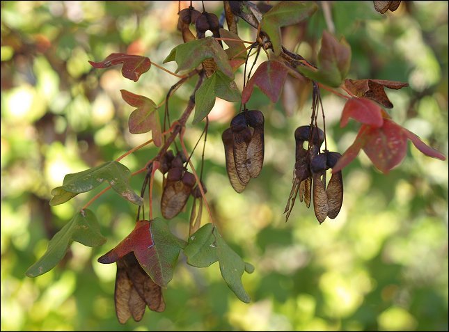 Acer monspessulanum 23