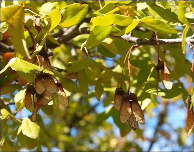 Acer monspessulanum 24