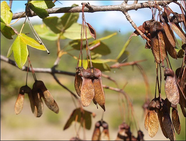 Acer monspessulanum 25