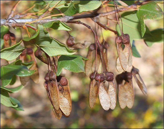 Acer monspessulanum 26