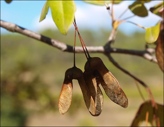 Acer monspessulanum 27