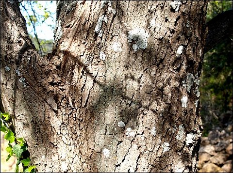 Acer monspessulanum 3