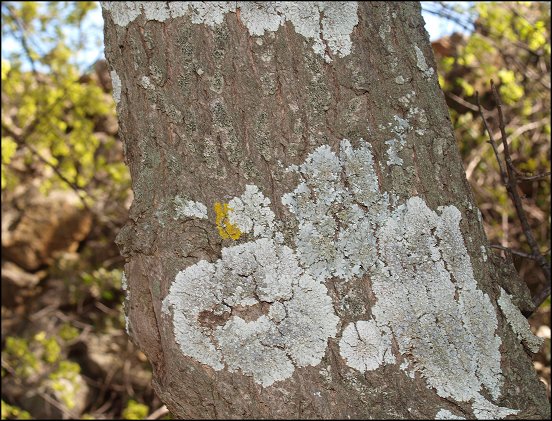 Acer monspessulanum 4