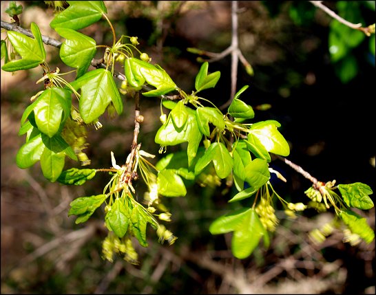 Acer monspessulanum 5