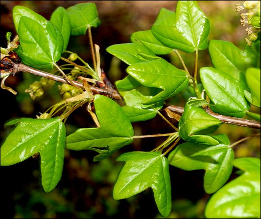 Acer monspessulanum 7